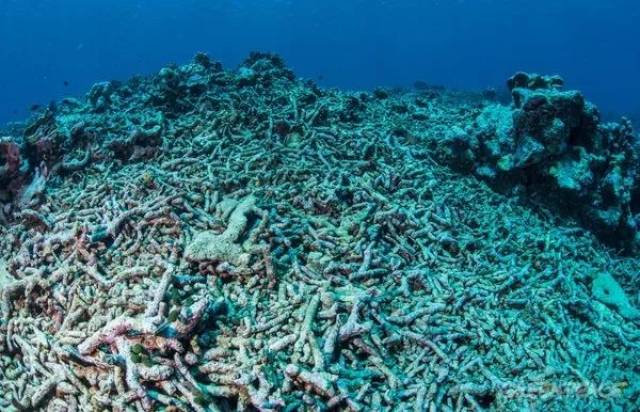 而这场恐怖的死亡还在蔓延,大概有 一千五百公里范围的珊瑚都在渐渐