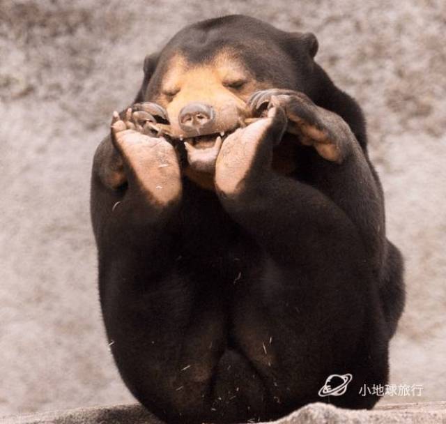 内含行走的表情包若干!