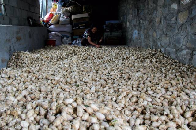 这一天是2015年11月21日.一农民在自己的大棚里摘平菇.