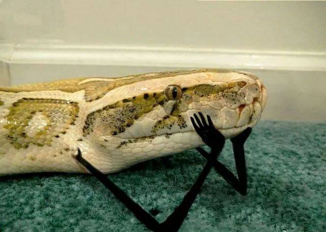 嗯.灰褐色,黄头,可以拿来.