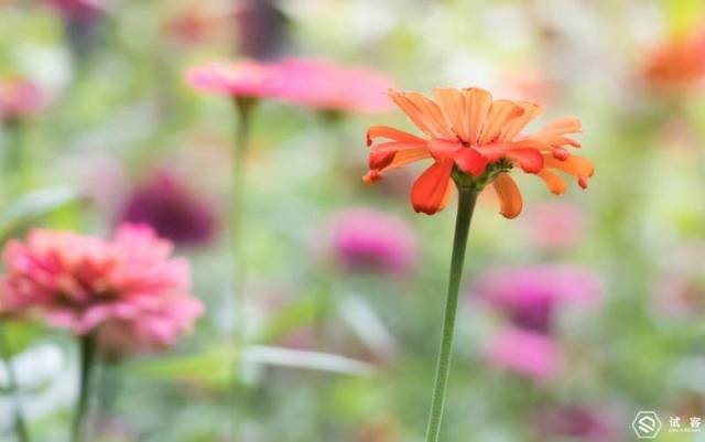 佳能EOS 80D 销量这么高!有全幅还要残幅?