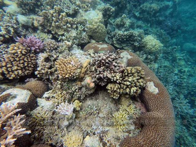 出海景点有:洛克群岛,牛奶湖,水母湖,北岛等.