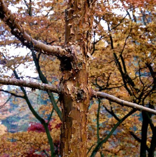 15种美丽的树皮,展示大自然的美!