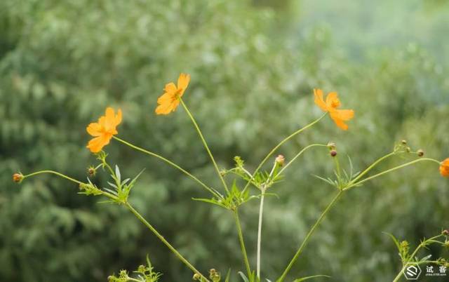 佳能EOS 80D 销量这么高!有全幅还要残幅?