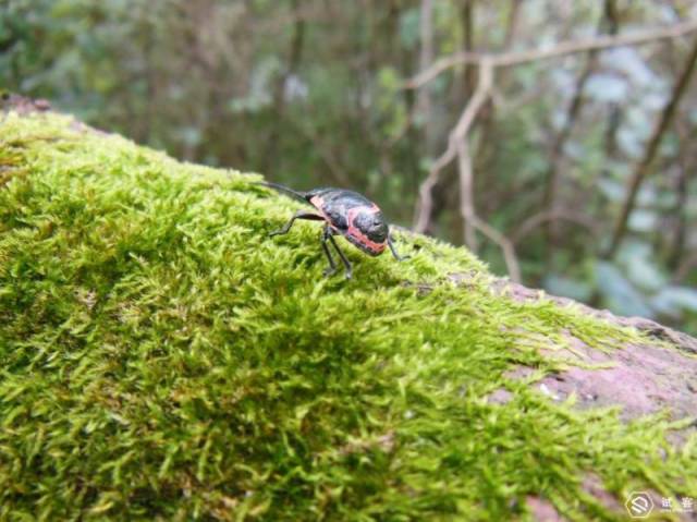 佳能EOS 80D 销量这么高!有全幅还要残幅?