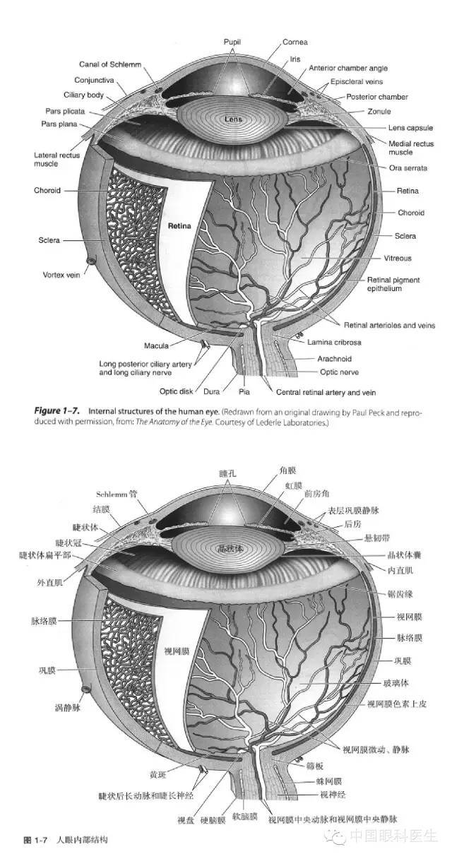 眼科解剖图:中英对照