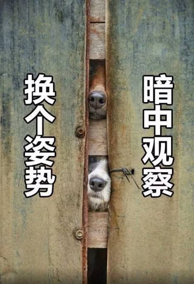 狗子大概是世界上最擅長暗中觀察的動物了