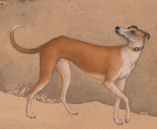 历史上的今天 | 郎世宁画十大骏犬十张