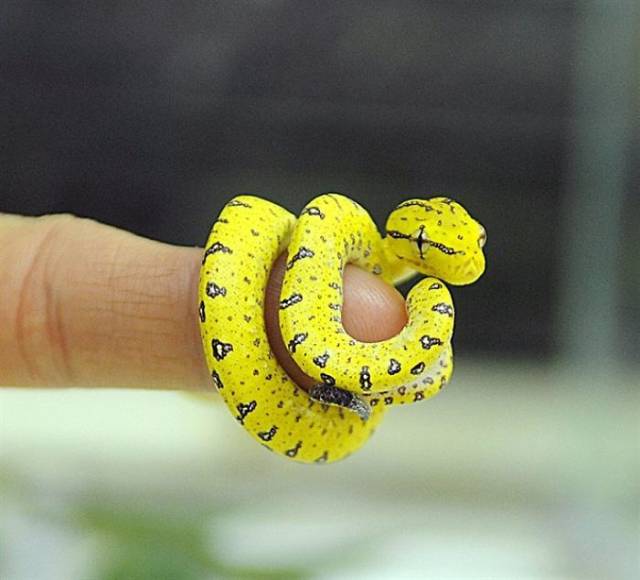 世界上最可爱的蛇图片