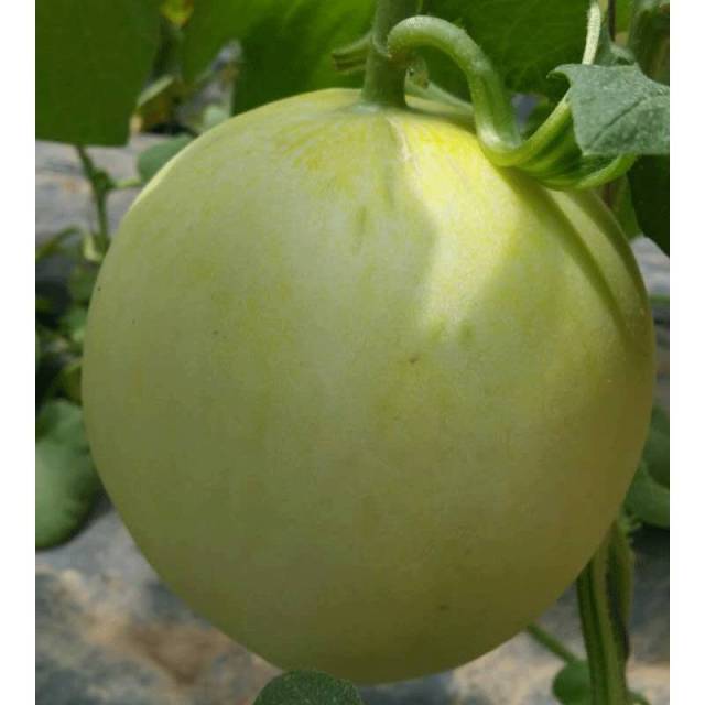 爱种网甜瓜种子专场.