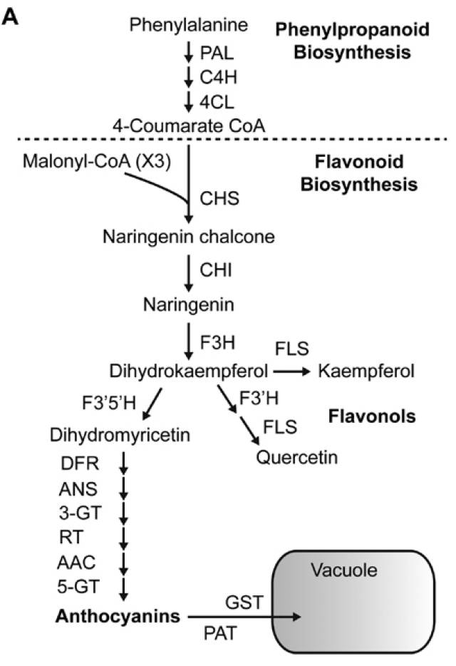 the anthocyanin biosynthetic pathway (modified from povero et
