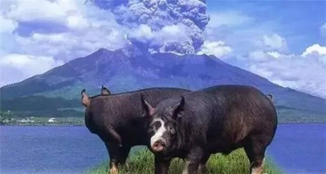 全球奢侈猪肉你吃过几种？贵的吓人~_搜狐网