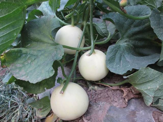 17  白玉香 满200减10 特征特性:极早熟白皮薄皮甜瓜杂交一代.