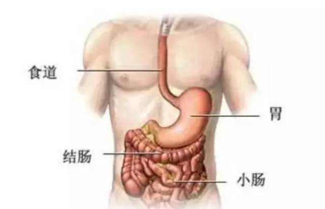 升结肠与肚脐位置图图片