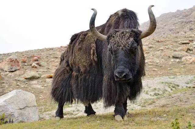 牦牛角梳一分钟识字957