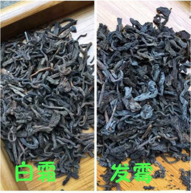 還存在一種情況是六堡茶發黴了.