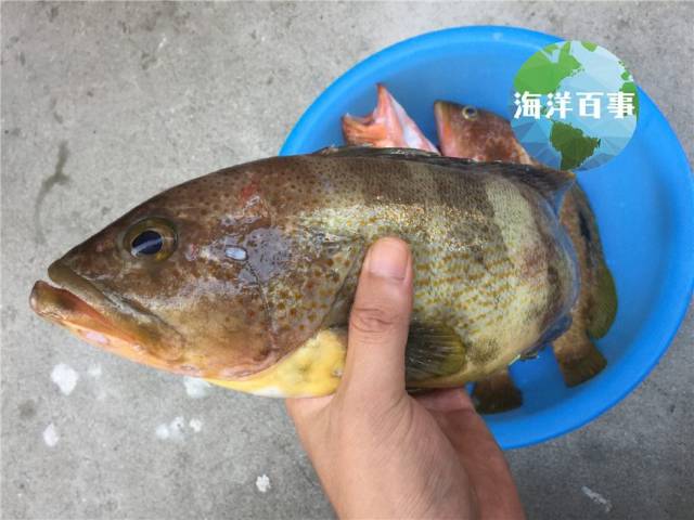 金鼓,月鼓(條石鯛) 左口魚,比目魚,鴉片魚(牙鮃魚)