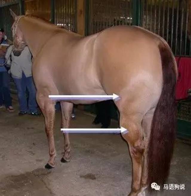 后腿膝关节(stifle):膝关节位于马髋部(股骨)和胫部之间,马的膝关节