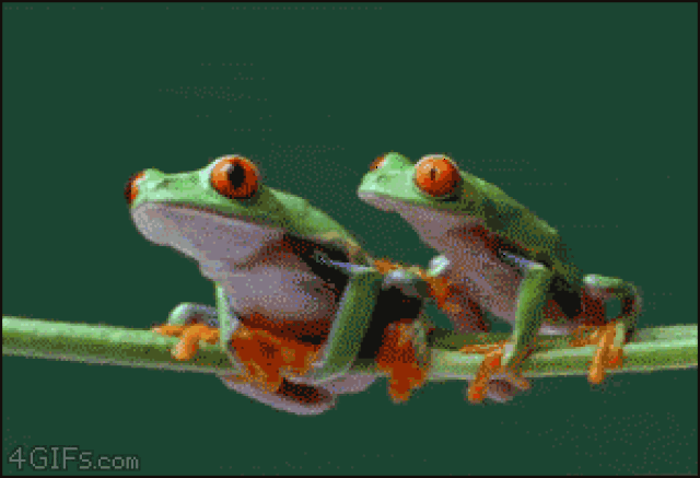 青蛙甩头gif图片
