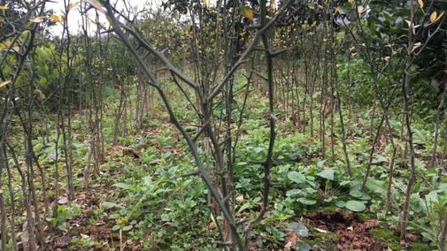 这是嫁接用的砧木,俗称"狗桔子",一般种植很密集