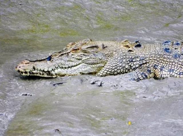 你知道为什么能和鲨鱼潜水,而不能和鳄鱼吗?
