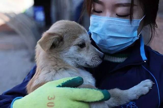 这不是救助流浪狗,这是有病!-宠物频道-手机搜狐