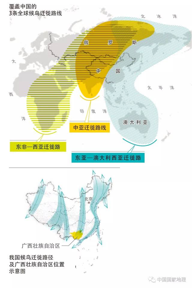 广西有三条重要的候鸟迁徙通道