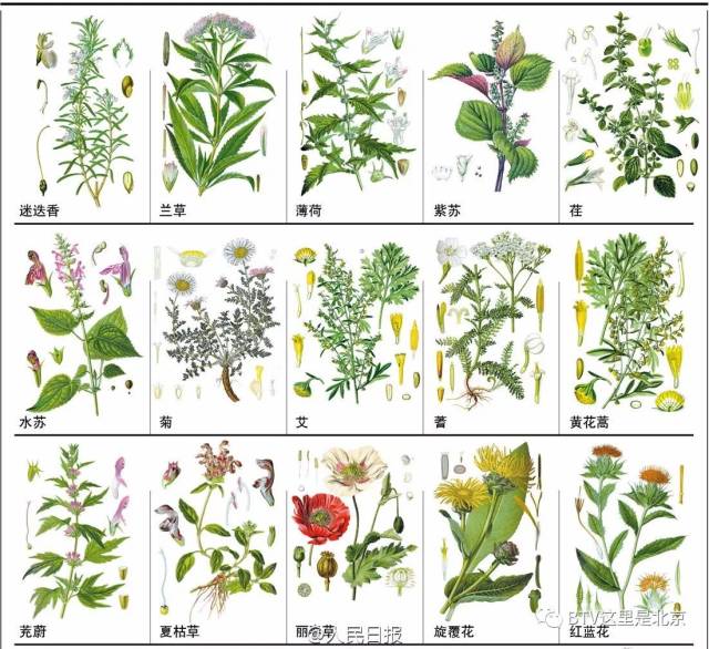 148种常见中草药,您认识几个?