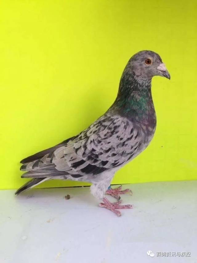 图集| 多彩异色鸽 哪个最漂亮?