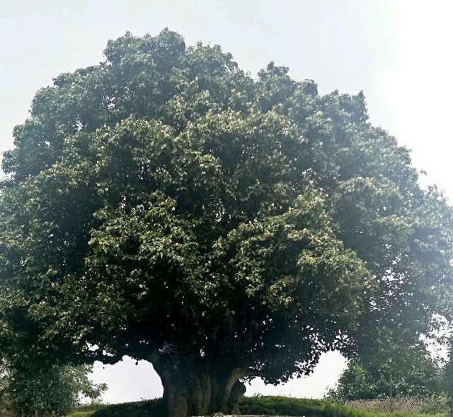 茶树,由于分枝部位的不同,通常分为乔木型,小乔木型(也称为半乔木)和