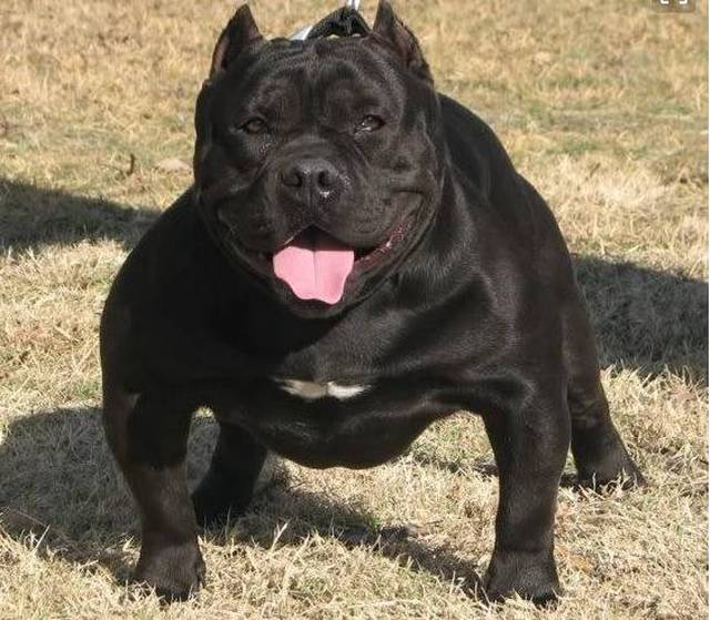 不好意思我恶霸犬就是大家说的那么好