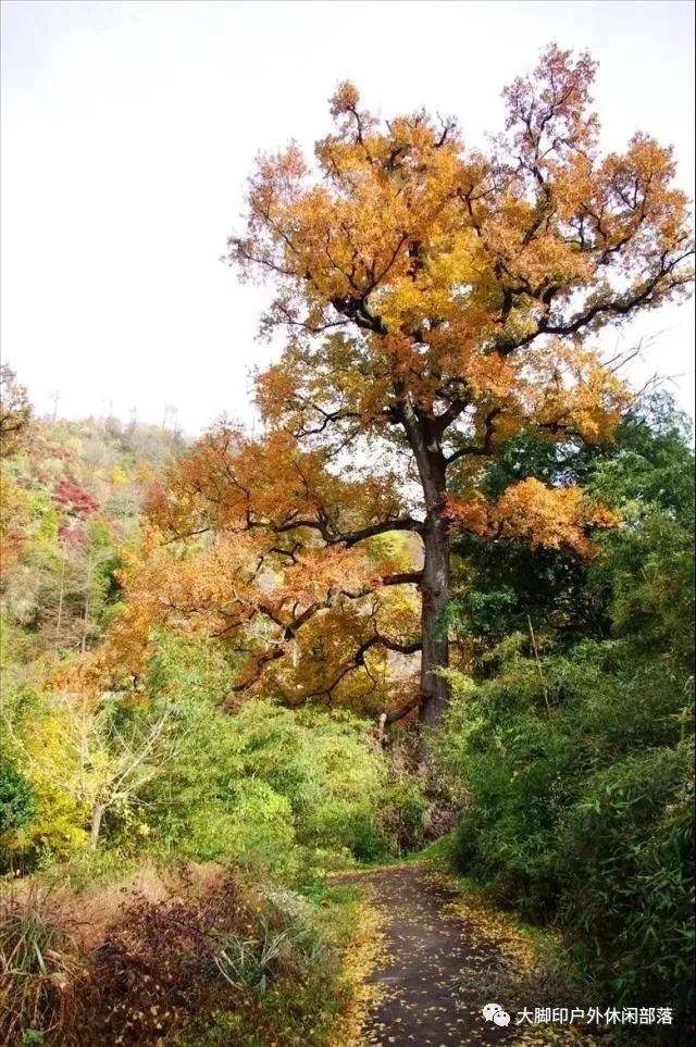 03週日探尋茅鑊古樹群,逛丹山赤水景區和李家坑古村