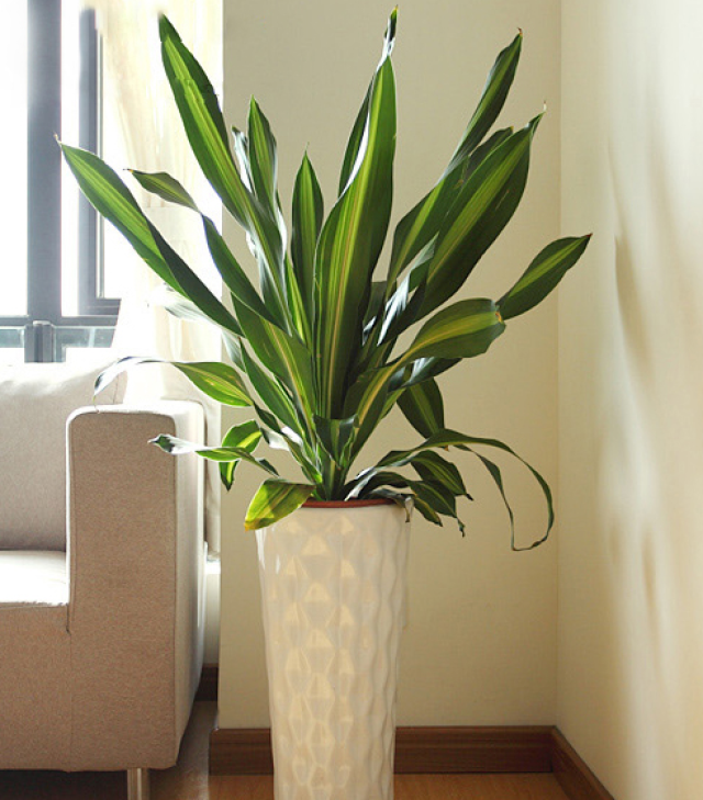 室内最适合养的植物之一