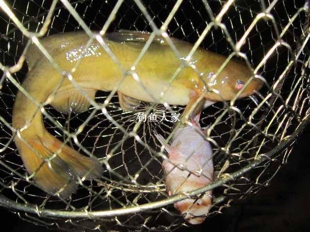 种,比如海鳗和海鳝等;在淡水鱼中,一般有泥鳅,鲶鱼,河鳝等属于无鳞鱼