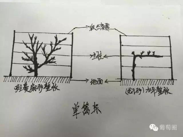 葡萄丫型架示意图图片