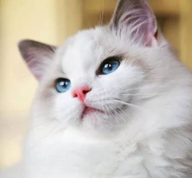 网友家的这只女神级的布偶猫,真是美若天仙,感受一下.