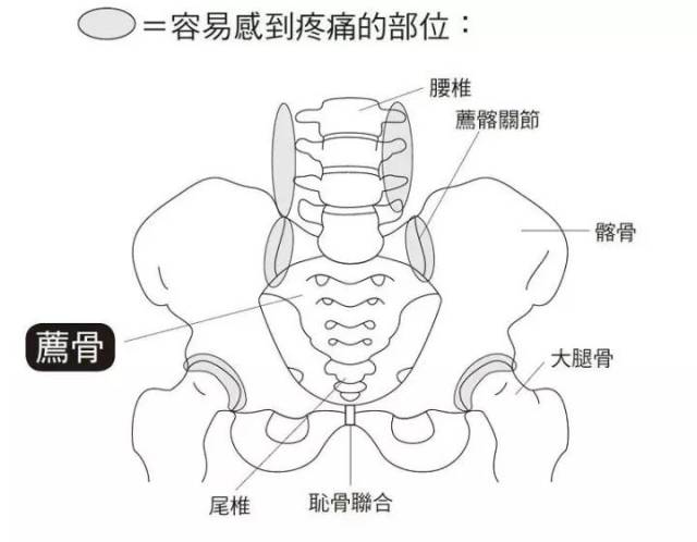 骨盆构造图解图片