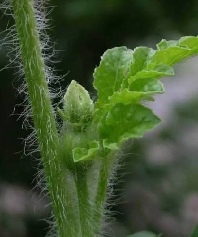 67手把手教你给西瓜整枝压蔓,留瓜护瓜!学到就是赚到你!_手机搜狐网