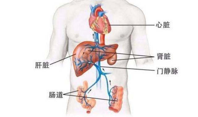 人体肝脏位置示意图图片