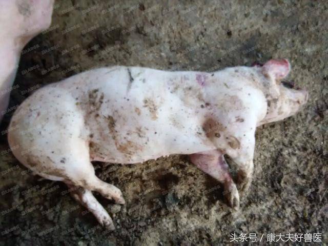 16张实图教您正确诊断猪传染性胸膜肺炎