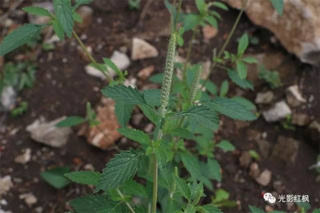 [看图识物] 野香草