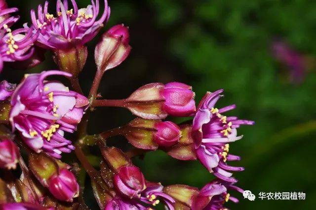 虎顏花_手機搜狐網