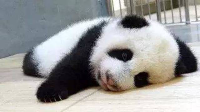 史上最全能电饭煲诞生蒸炸烤煮样样精通还能做酸奶