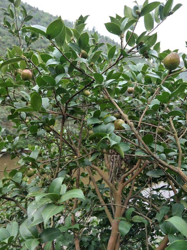 山茶油(又名野山茶油,茶籽油,油茶籽油)取自油茶樹的種籽.