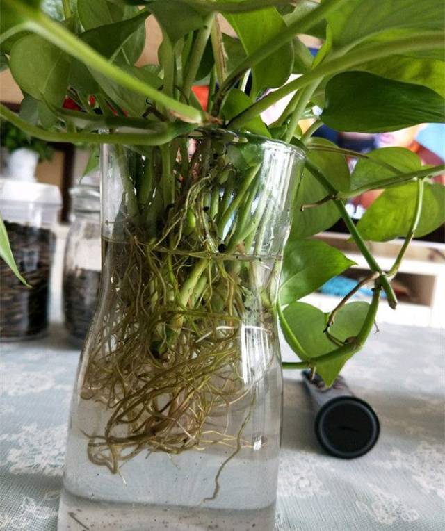 家居绿萝用1个方法生根猛爆盆更快