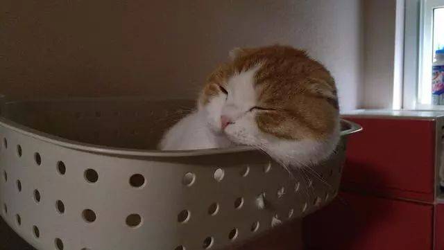 下班回家,发现家里猫正在睡觉,只是这睡姿,有点逗