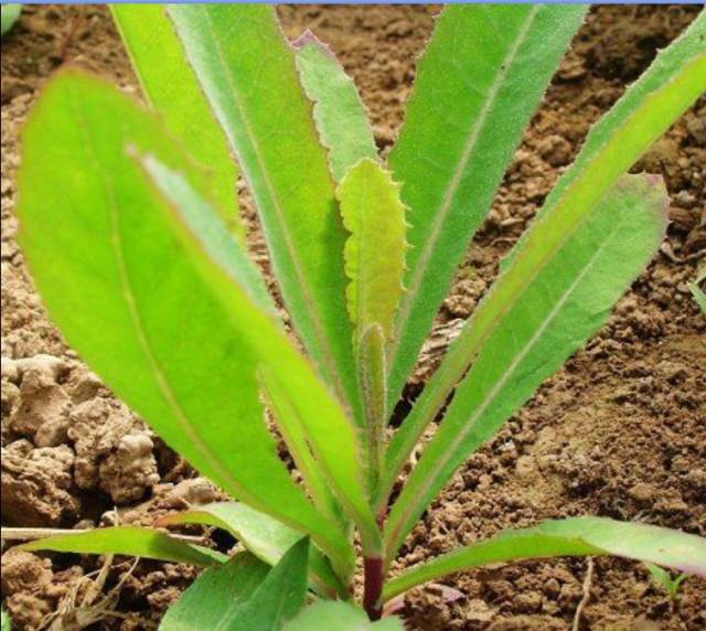 你肯定没有吃过大山深处的这几种野味