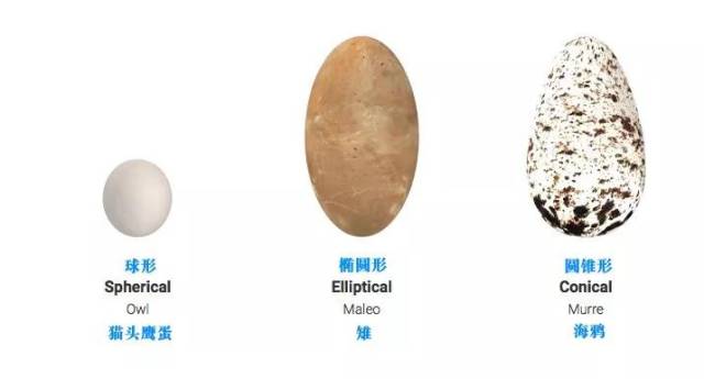 越是能飞的鸟,蛋越有个性.