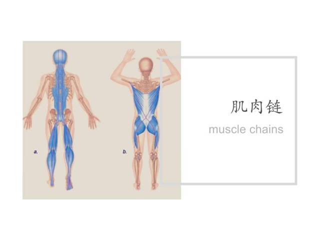 【复习篇 刘教授课堂 带你了解人体肌肉链