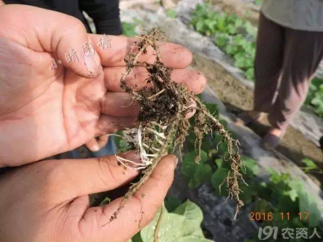 9,当土壤持续这样潮湿后,植物根系就会发生无氧呼吸,产生有毒物质进而
